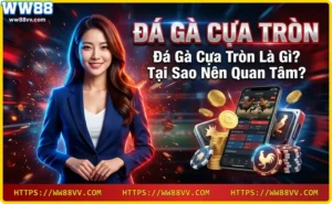 Đá gà cựa tròn sử dụng cựa sắt hình tròn